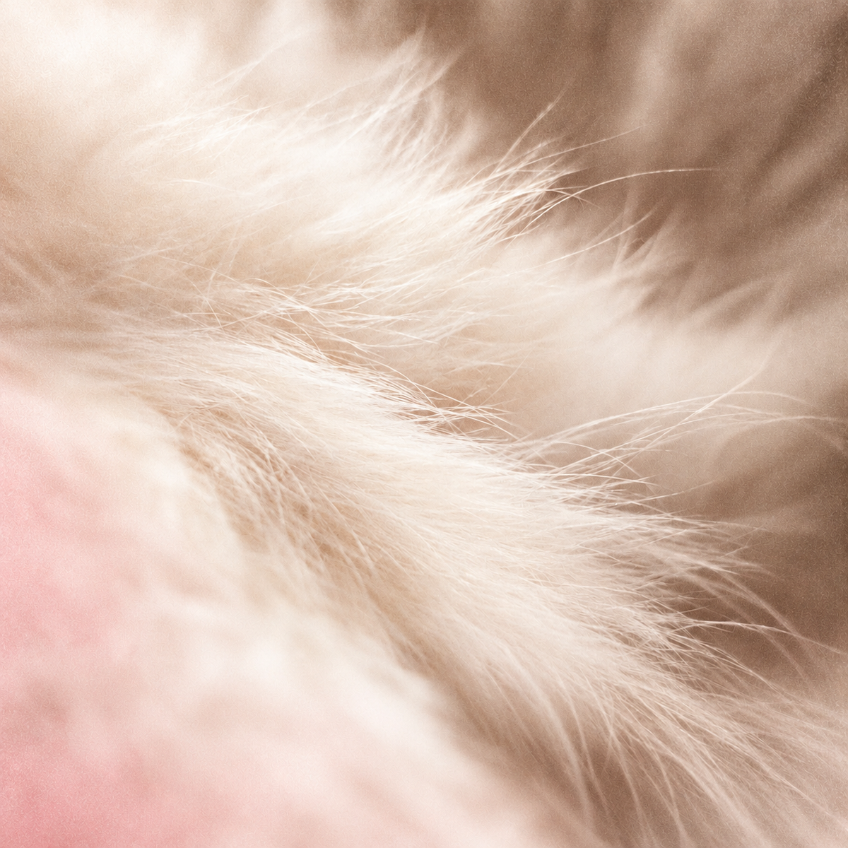 Whipped vanilla