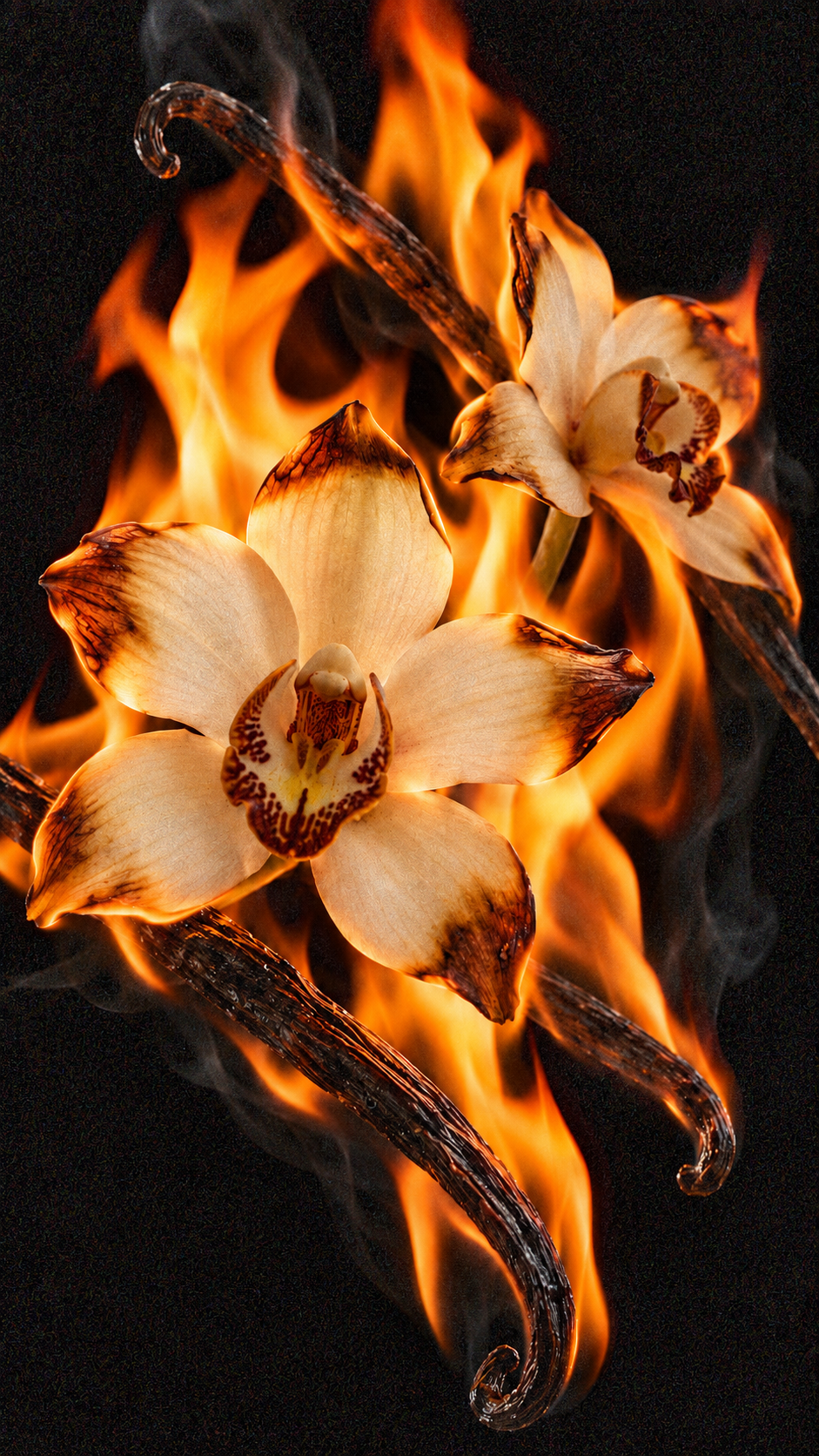 TOASTED VANILLA