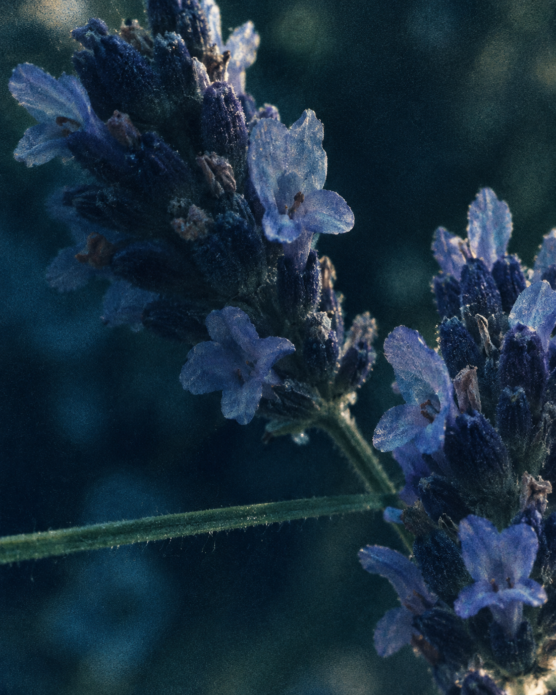 LAVENDER WATER